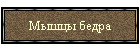 Мышцы бедра