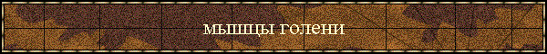 мышцы голени