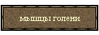 мышцы голени