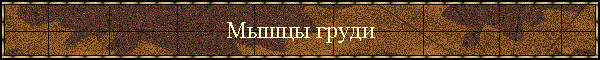 Мышцы груди