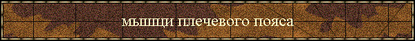 мышци плечевого пояса