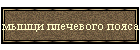 мышци плечевого пояса