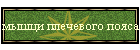 мышци плечевого пояса