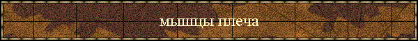 мышцы плеча