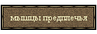 мышцы предплечья