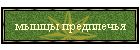 мышцы предплечья
