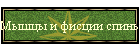 Мышцы и фисции спины